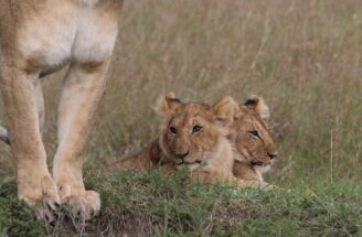 Learn about Lion Totem: Christel Nani Kenya Safari June 17th-24