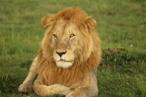 CHRISTEL NANI Kenya Safari March 6-13