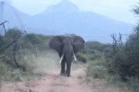 Elephants are slaughtered for their tusks but with our help can thrive. Let's work together for each other. 4/20 webinar.