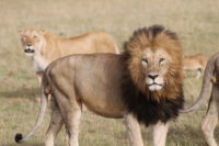 Kenya Safari with Christel and Jackson Looseyia
