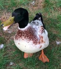 Ducks can change gender. Miraculous things happen for each of us. Pay attention to the world around you!